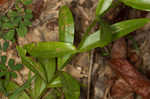 Appalachian rose gentian